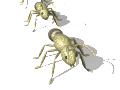 Wandernde Ameisen als animierte Gifdatei für das Reisegedicht: Die Ameise von Joachim Ringelnatz