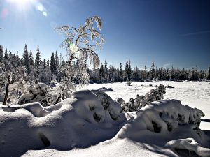 Winterlandschaft bei Moosbronn im Schwarzwald